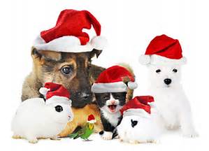 Things to Consider Before You Get A Pet This Christmas