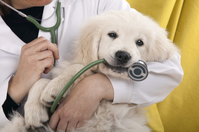 Mobile Veterinarians in Miami