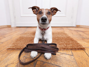Dog in front on door with leash resting on paws.
