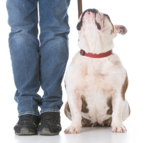 English bulldog sitting next to a person looking up at them.