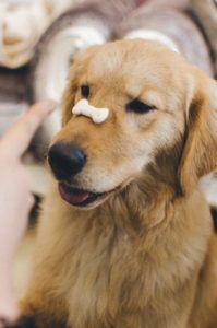 Dog balancing cookie on nose