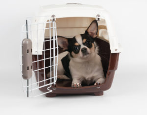 Dog in crate with the door open,