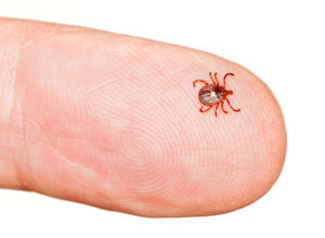 Lone star tick in finger