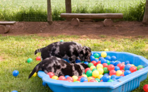 Two puppies playing in a kiddie pool fill with plastic balls.
