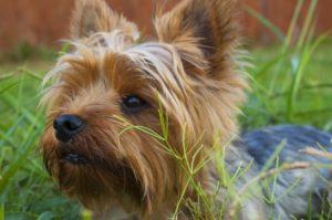 Yorkshire terrier