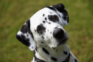 Dalmatian dog head shot 