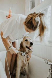 Dog getting a bath