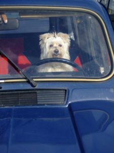 Dog in car