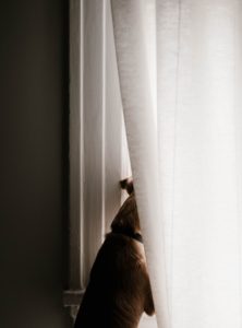 Dog looking out window