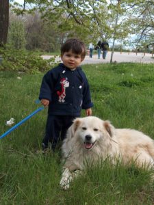 Respecting dogs can prevent a dog bite.