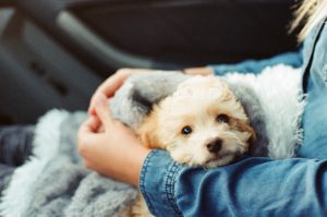 Puppy in lap