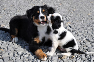 Two puppies on gravel surface
