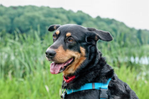 Close up of black and tan dog 
