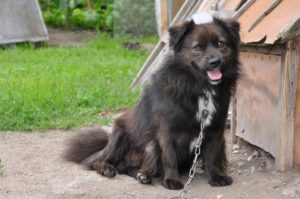 Dog tethered with a chain