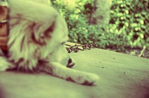 Dog tethered with a chain