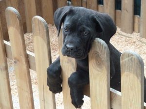 Black Labrador Puppy