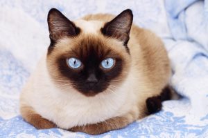 Siamese Cat