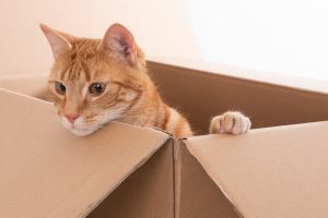 Cat playing in box