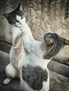 Two cats fighting