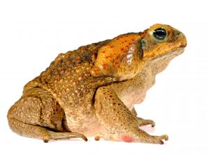 Bufo Toad