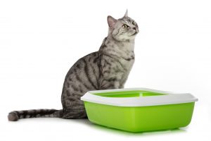 Cat next to litter box
