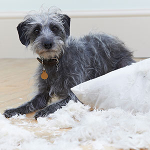 separation-anxiety Kendall, FL dog and pet sitter