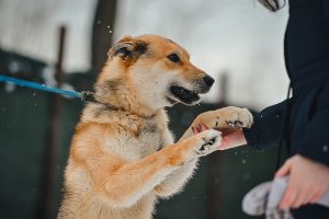 Dog Playing with woman