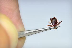 Tick held in tweezers