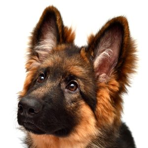 Fluffy German Shepherd dog isolated on white background.