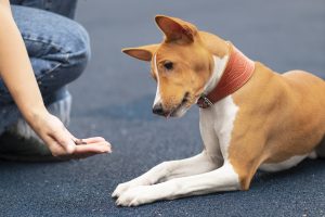 Brown and white god with red collar being fed a treat.