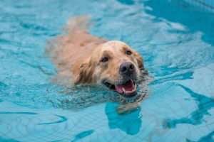 Golden retriver swimming in pool