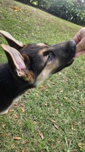 German Shepherd puppy being fed a treat.