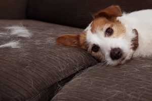 Jack Russell dog lying on a brown sofa with white fur on the fabric.