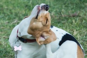 Tri-colored dog scratching its ear while sitting on grass.