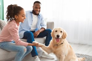 Young girl training her golden retriever while her father looks on.