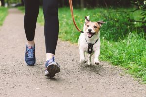 Jack Russell terrier walking with a person down a gravel path.