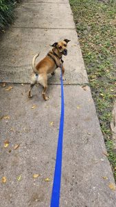 Small brown dog walking on sidewalk looking over shoulder at the camera.