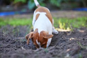 Jack Russell terrier digging in the yard.
