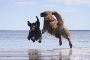 A dark brown dog and a light brown dog jumping off a dock into a lake.