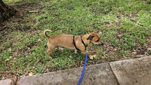 Cute brown dog walking on sidewalk.