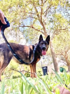 Sable German Shepherd standing in the grass looking at the camera