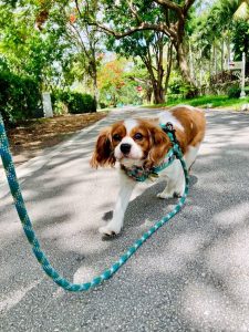 Cavalier King Charles Spaniel walking on a shaded street