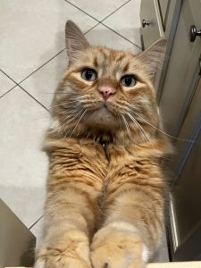 Long haired orange cat standing over the camera, looking into the lens.
