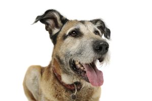 Scruffy tan senior dog looking happy on a white background.
