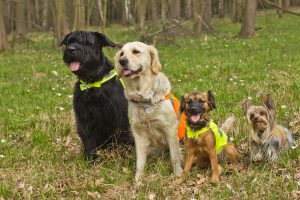 Black , blonde and brown dog sitting on the grass wearing reflective vests.