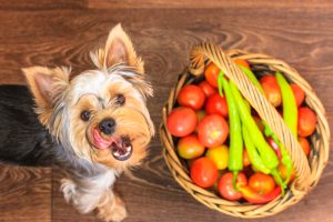 Yorkshire terrier licking himself standing by a wooden wicker basket of tomatoes and peppers. View from above. Seasonal vegetables, farmer's market. A shaggy long-haired funny dog looks up, tongue out