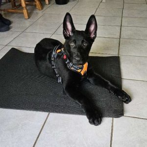 Black German Shepherd puppy lying on a gray mat, wearing an orange harness, looking at the camera.