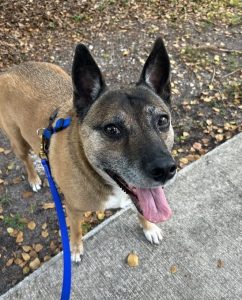 Brown and white senior dog in blue harness and leash, looking at the camera.