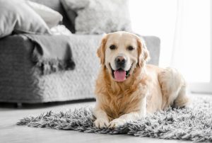 Golden retriever dog lying on floor at home. Adorable pet doggy resting and looking at camera