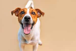 Cute white and tan dog looking happily at the camera on a beige background.